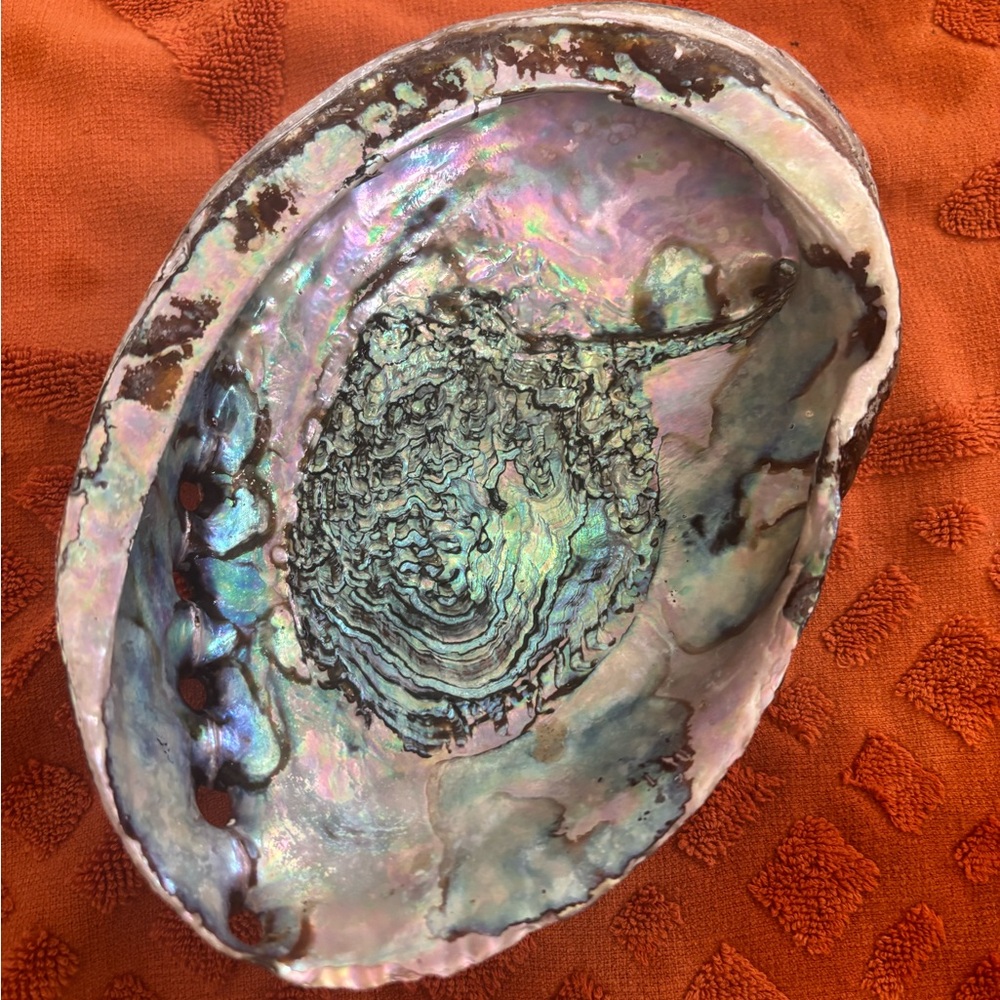 Iridescent Abalone Shell Art Piece - Picture 1 of 3
